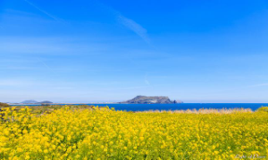 Tháng tư, đến Jeju du khách không khỏi ngỡ ngàng trước màu  vàng rực rỡ của cánh đồng hoa cải 