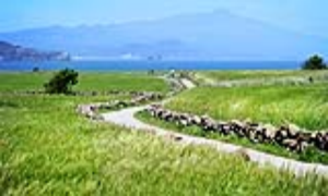 Cánh đồng lau tại đảo Jeju