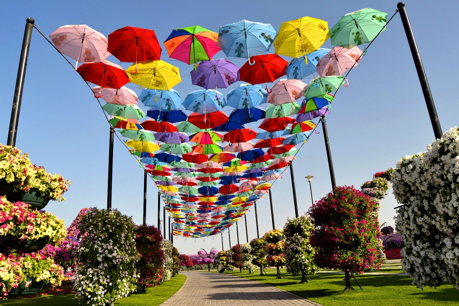 Các loài hoa đua nhau khoe sắc ở Dubai