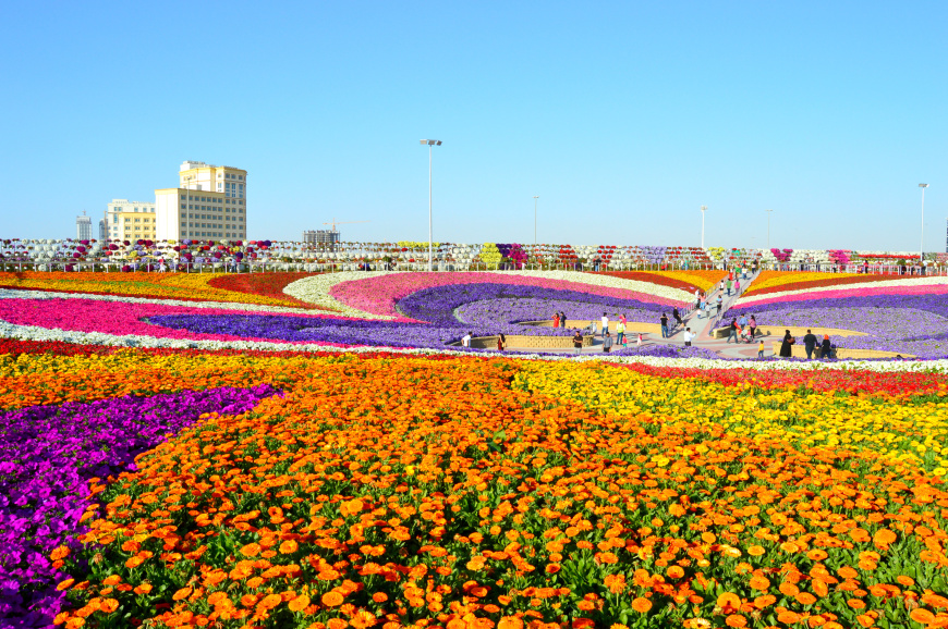 Các loài hoa đua nhau khoe sắc ở Dubai