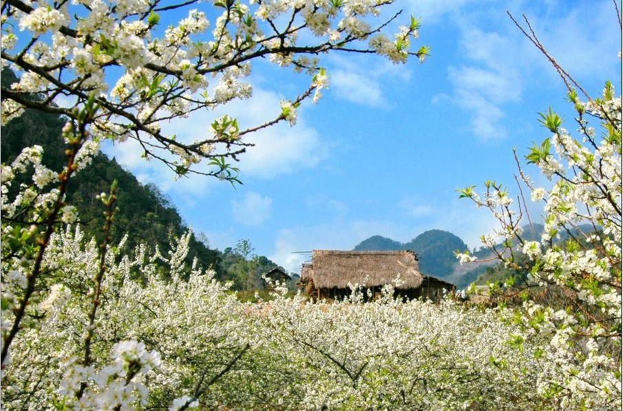 ngắm hoa đào ở SaPa