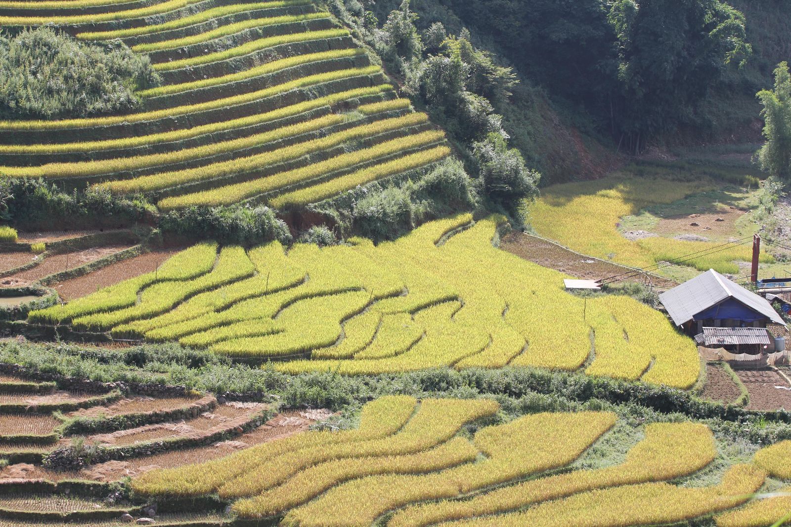 Tây Bắc mùa lúa chín