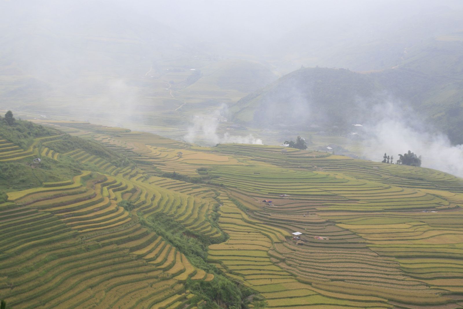 Tây Bắc mùa lúa chín
