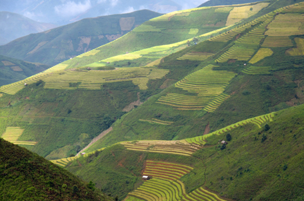  Lộng lẫy mùa vàng ở Hoàng Su Phì