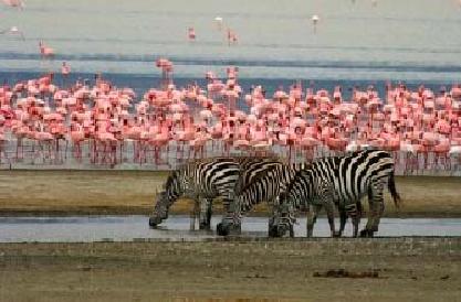 NGÀY 3: VƯỜN QUỐC GIA ABERDARE v HỒ NAKURU                   (Ăn ba bữa)                                                                      