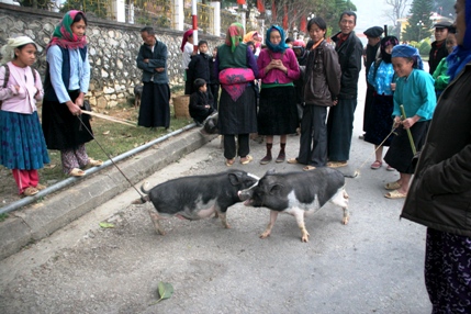 Ngày 3(23/4): 	MÈO VẠC - HÀ NỘI  (Ăn: Sáng, Trưa)