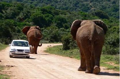NGÀY 2: NAIROBI v VƯỜN QUỐC GIA ABERDARE                         (Ăn ba bữa)