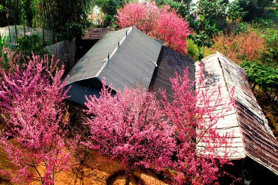 ĐIỆN BIÊN MÙA HOA ANH ĐÀO 