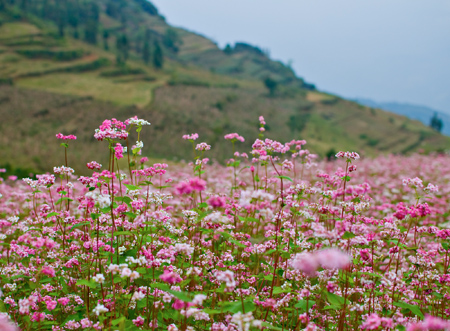 Hà Giang mùa hoa tam giác mạch