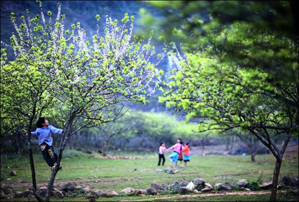 Du xuân Mộc Châu những mùa hoa