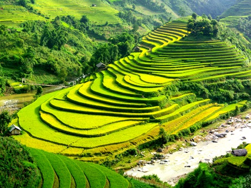 Mù Căng Chải lúa chín - Sapa 
