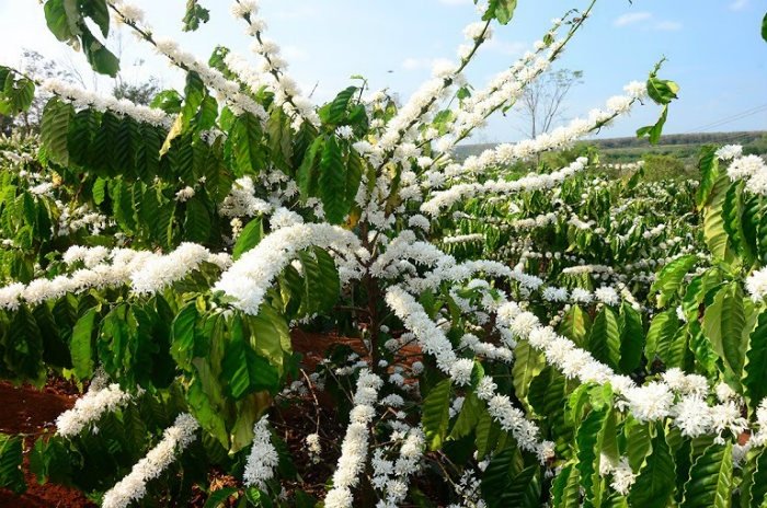 Khám phá Tây Nguyên mùa hoa Cà phê đẹp nhất trong năm 2023