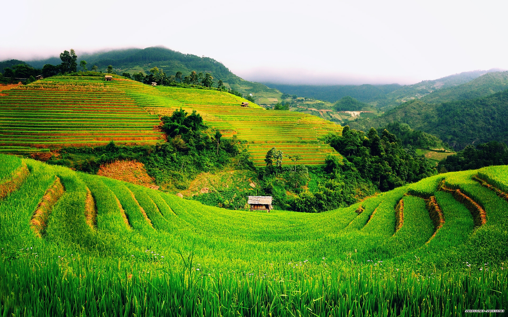 Rong ruổi Tây Bắc, đuổi theo "mùa vàng"