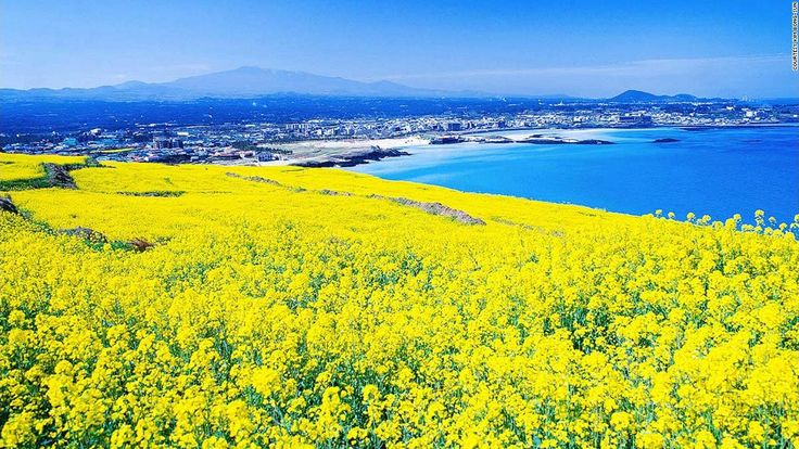 Những trải nghiệm thú vị tại đảo Jeju Hàn Quốc