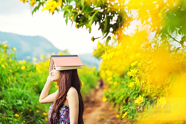 Lạc bước giữa mùa hoa Dã Quỳ