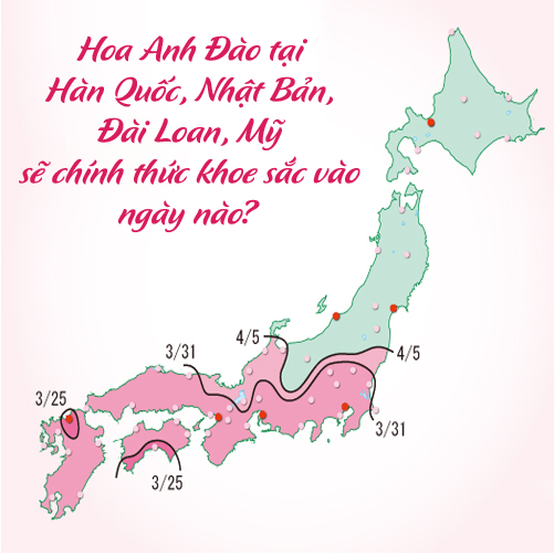 Hoa Anh Đào sẽ khoe sắc tại Nhật Bản, Hàn Quốc, Đài Loan, Mỹ chính thức vào ngày nào
