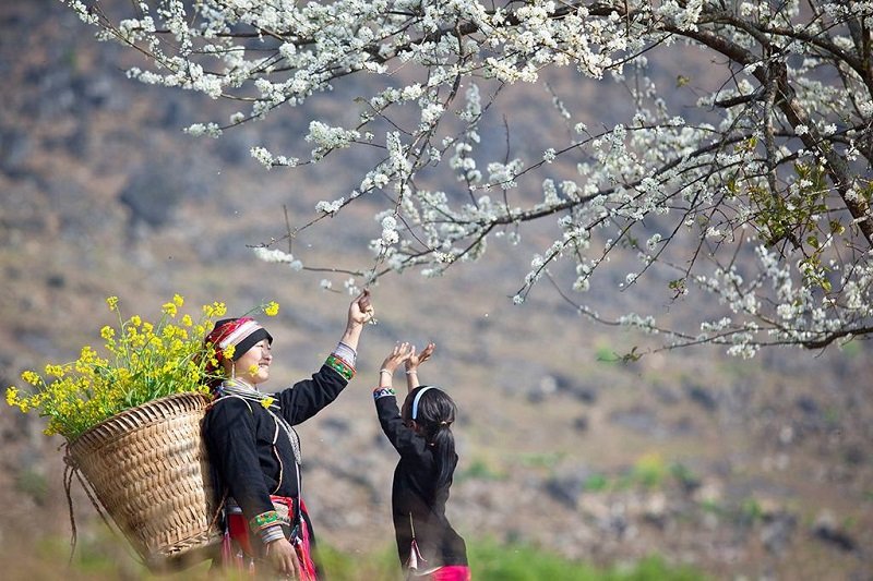 Hoa mận nở sớm, phủ sắc trắng thung lũng Mộc Châu 